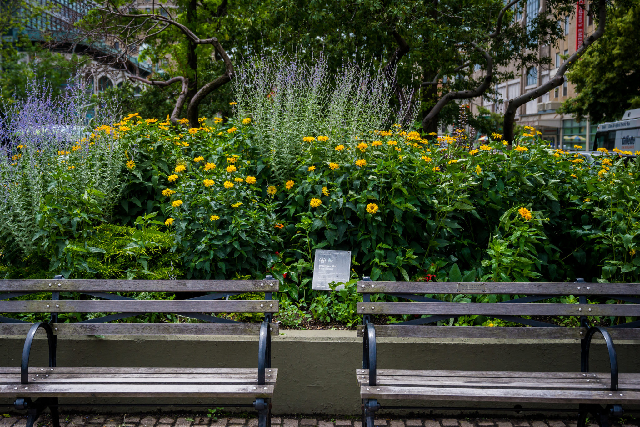 Broadway-Mall-June-Chase-Guttman-4